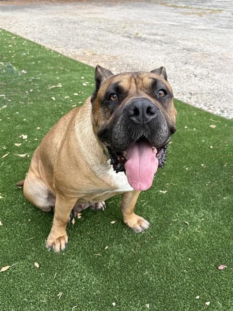 Princess - Presa Canario