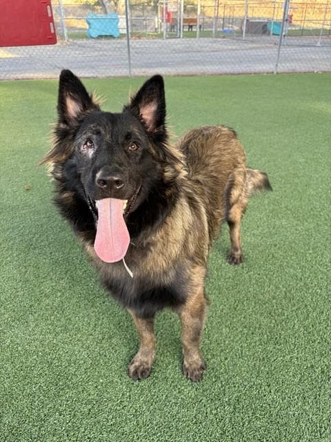 Flint - German Shepherd Dog