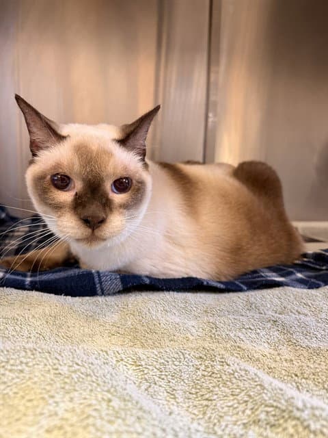 Master Po - Siamese