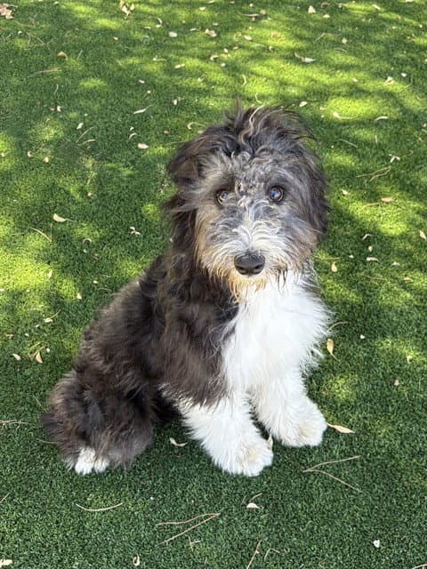 Carbon - Bearded Collie