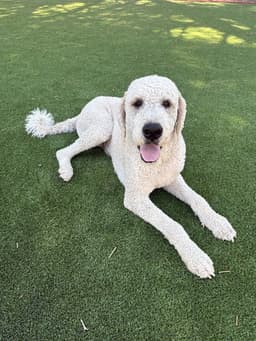 Ringo image 1