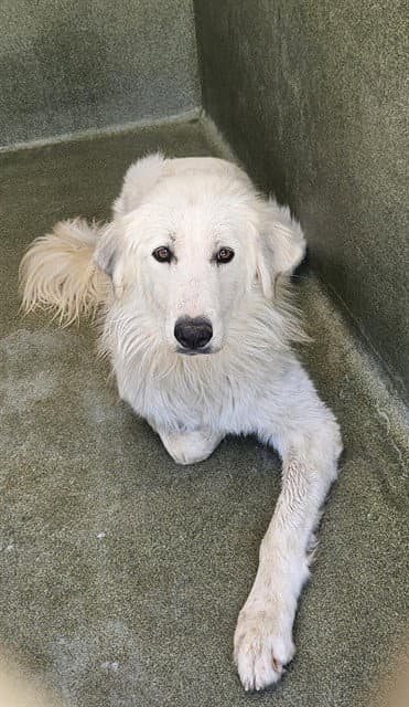 Tahoe - Great Pyrenees