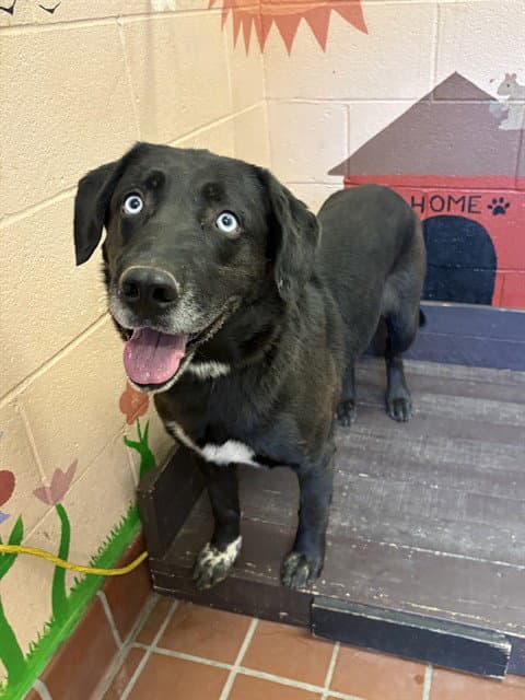 Cruz - Labrador Retriever