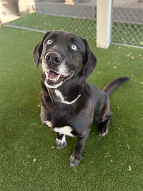 Cruz - Labrador Retriever