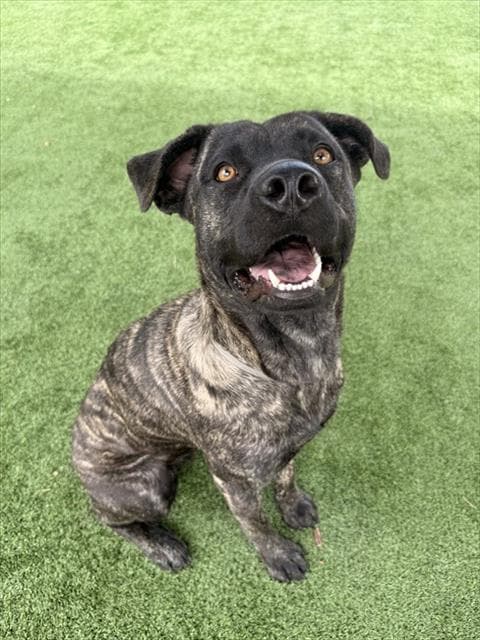 Nutella - Cane Corso Mastiff