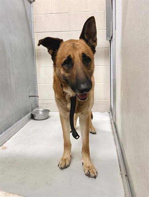 Taz - German Shepherd Dog