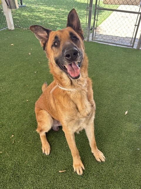 Taz - German Shepherd Dog