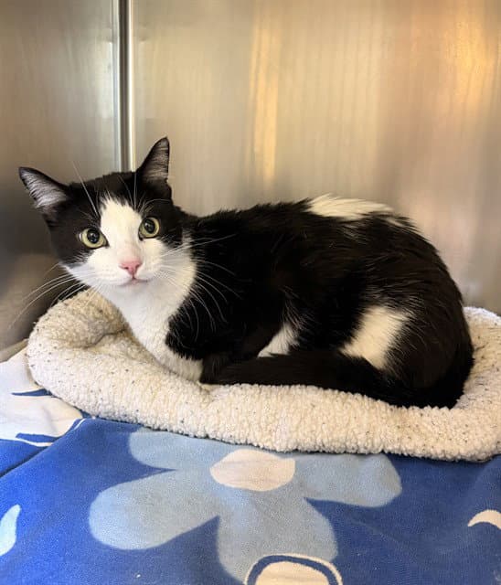 Alan - Domestic Short Hair
