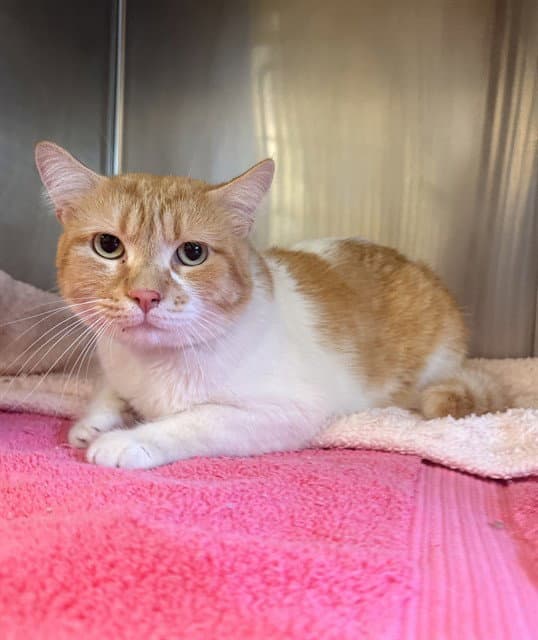 Unknown - Domestic Short Hair