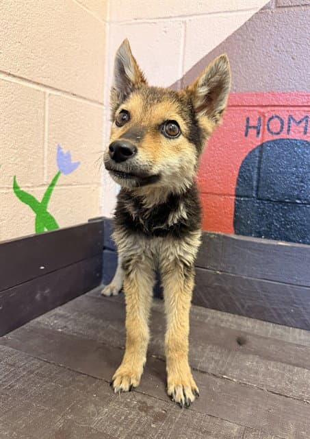 Unknown - German Shepherd Dog