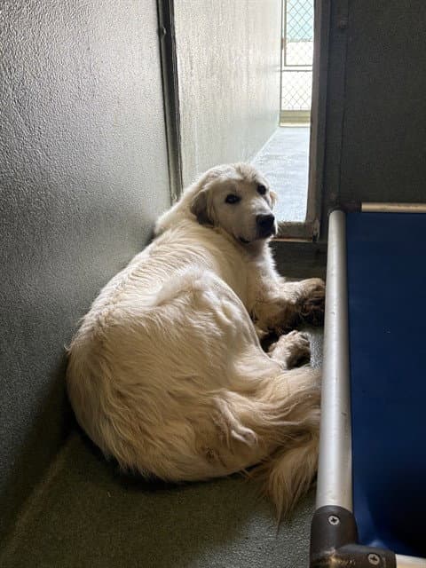 Rainier - Great Pyrenees