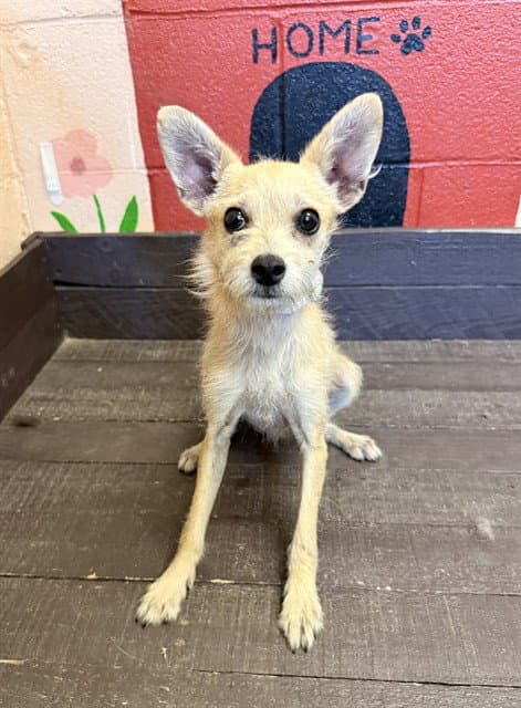 Pulgita - Chihuahua