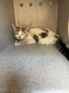 Callie image 1