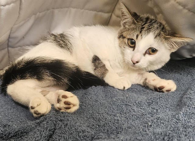 Callie - Domestic Short Hair