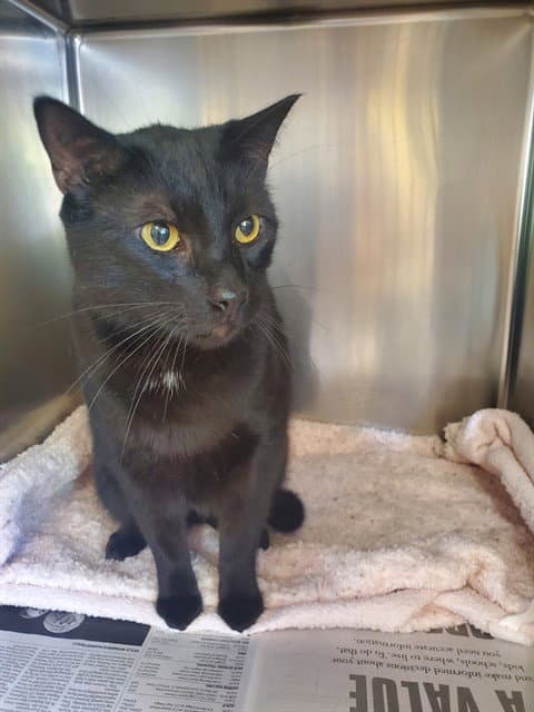 Bruce - Domestic Short Hair