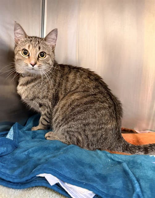 Kaia - Domestic Short Hair