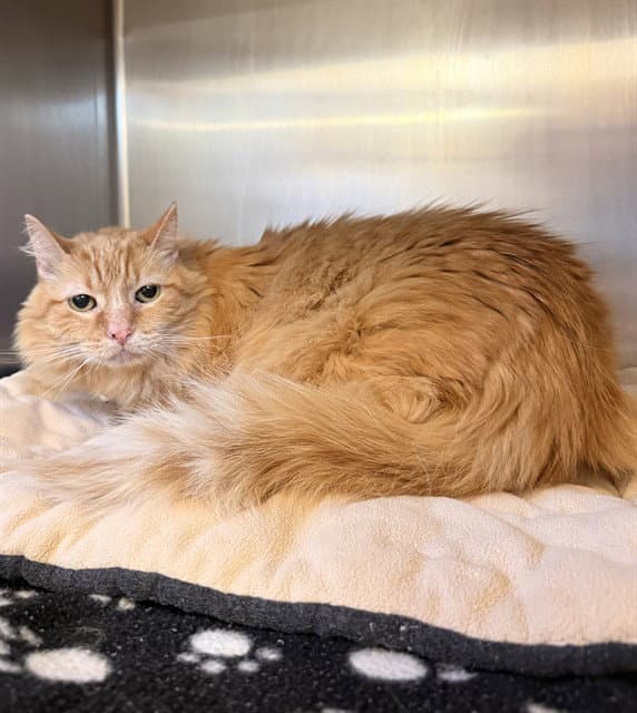 Blitzel - Domestic Medium Hair