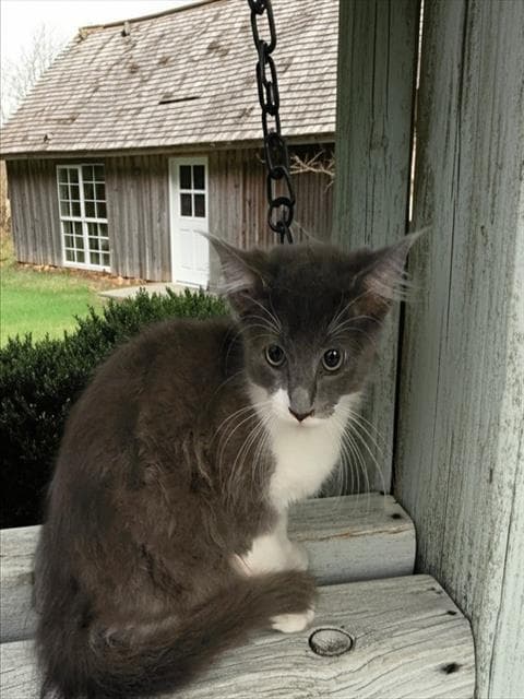 Marley - Domestic Short Hair