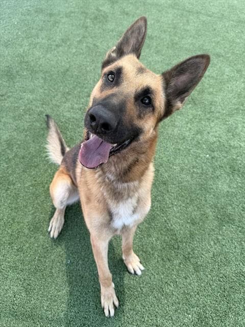 Max - German Shepherd Dog