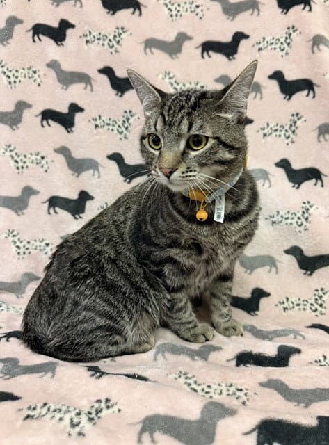 Kc - Domestic Short Hair