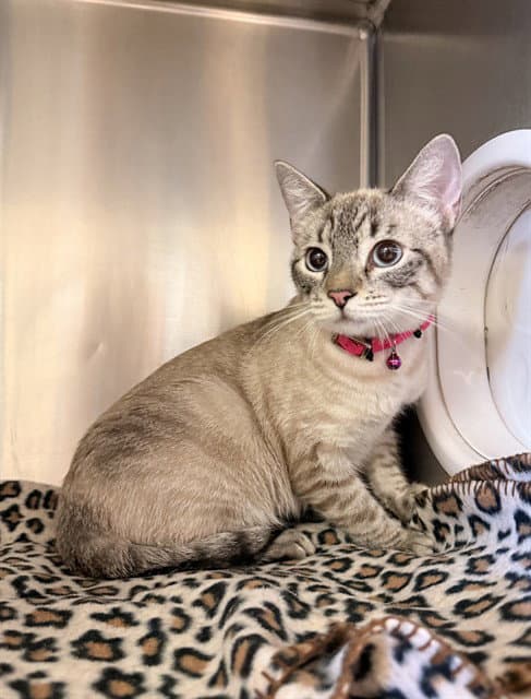 Ellie - Domestic Short Hair