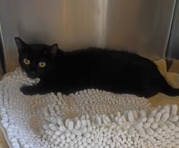 Salem image 1