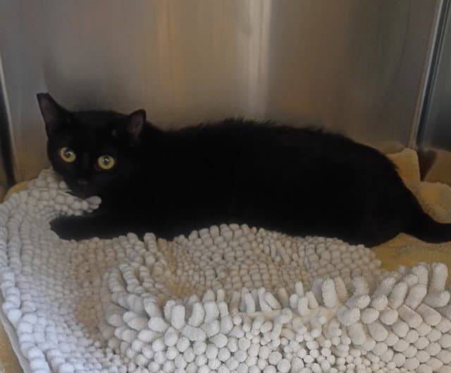 Salem - Domestic Short Hair