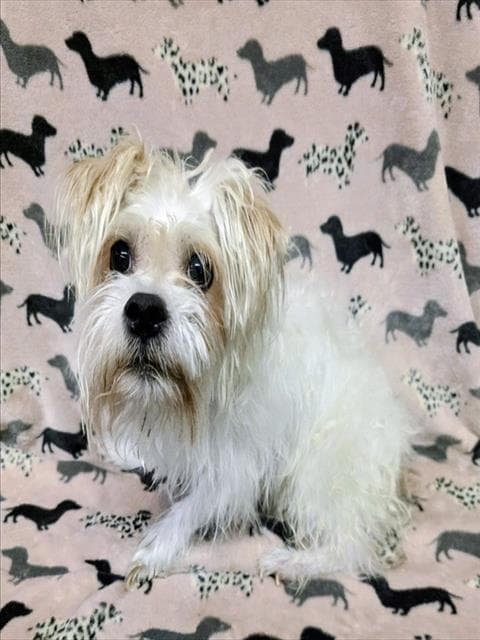 Theodore - Maltese
