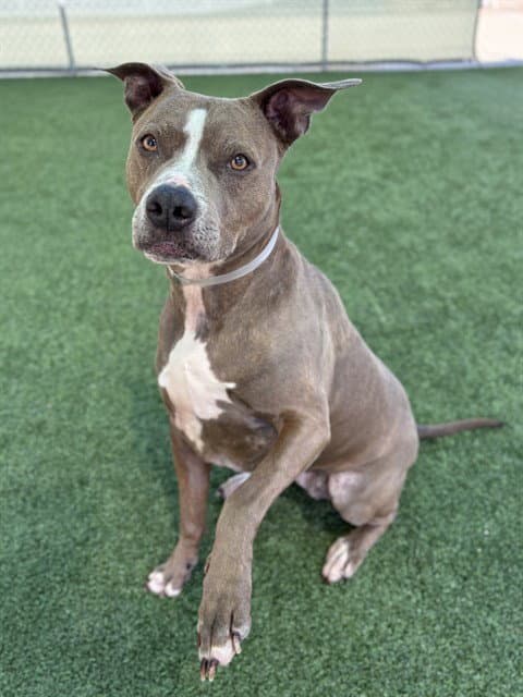 Zoey - Pit Bull Terrier
