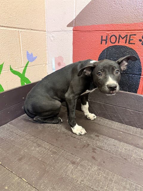 Penguin - Pit Bull Terrier