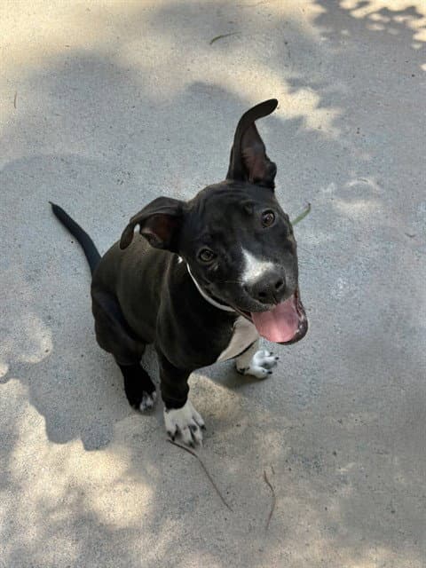 Penguin - Pit Bull Terrier