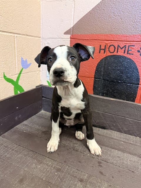 Panda - Pit Bull Terrier