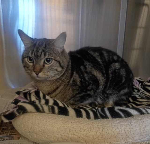 Rio - Domestic Short Hair