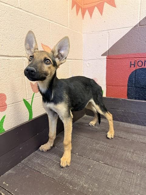 Bee - German Shepherd Dog