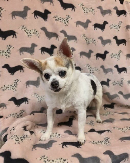 Charlie - Chihuahua