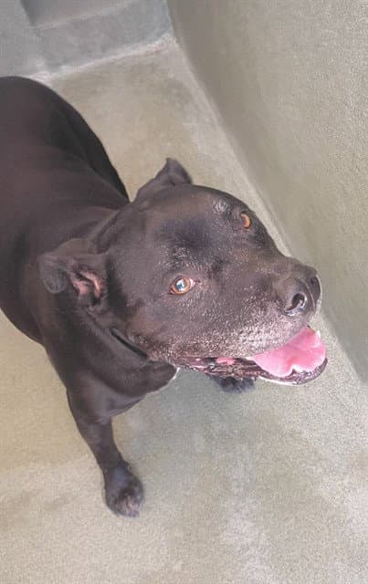 Chaos - Pit Bull Terrier