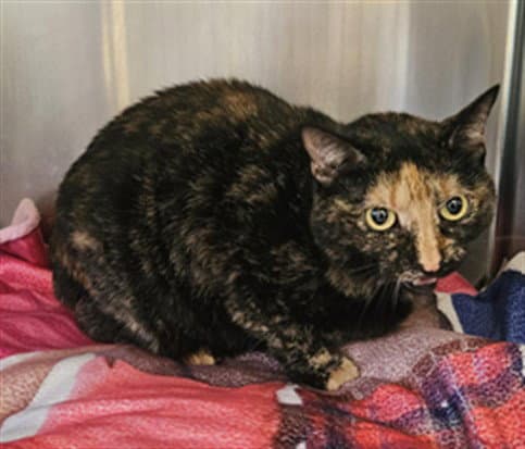 Penny - Domestic Short Hair