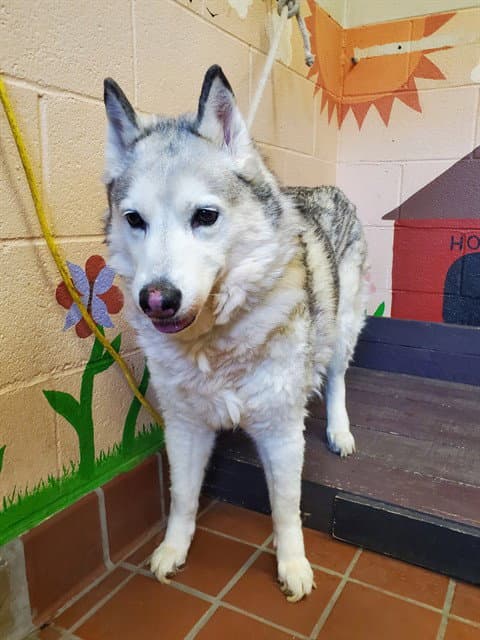 Mia - Siberian Husky