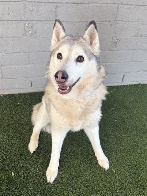 Mia - Siberian Husky