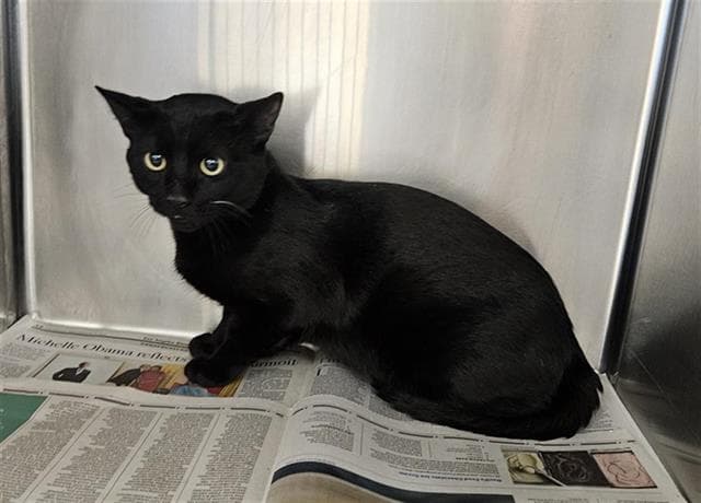 Salem - Domestic Short Hair
