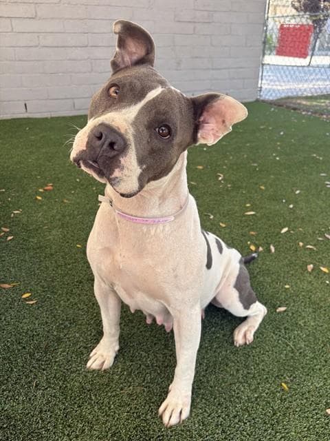 Cades - Pit Bull Terrier