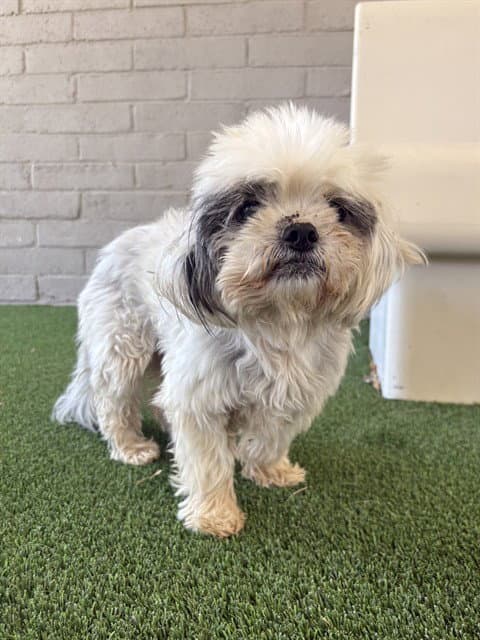 Lola - Maltese