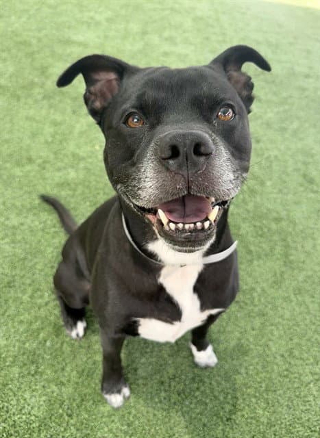Loki - Pit Bull Terrier
