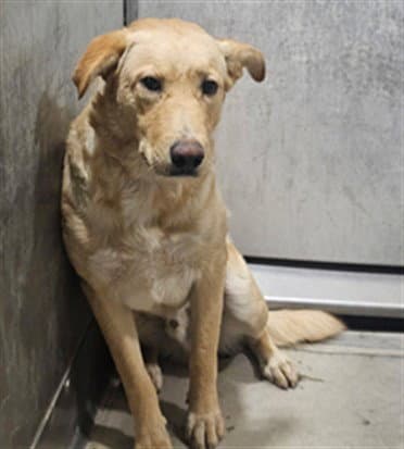 Rocky - Labrador Retriever