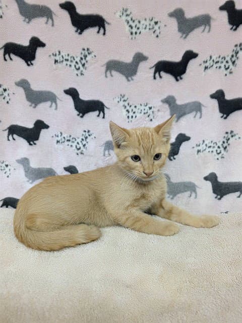 Oliver - Domestic Short Hair