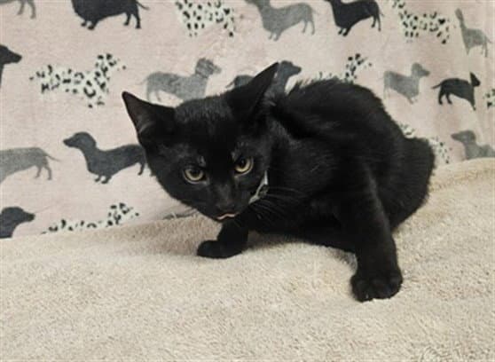 Charcuterie - Domestic Short Hair