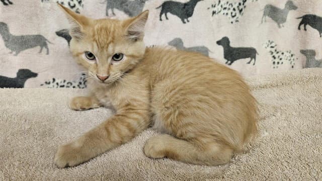 Orion - Domestic Short Hair