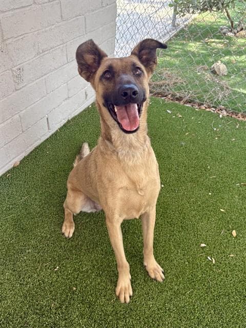 Flower - Belgian Shepherd Malinois