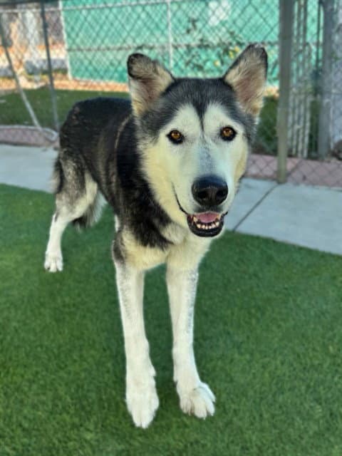 Howie - Siberian Husky