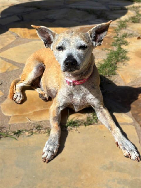 Annie - Whippet